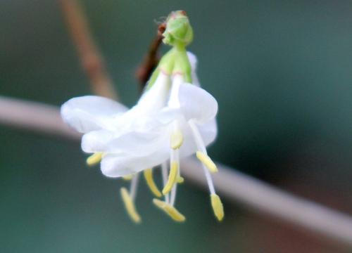 Lonicera fragrantissima
