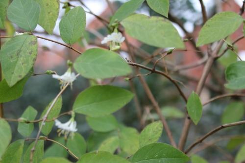 Lonicera fragrantissima