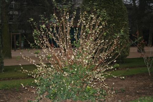 Lonicera fragrantissima