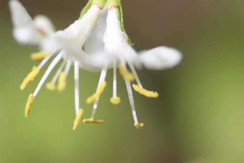 Lonicera fragrantissima