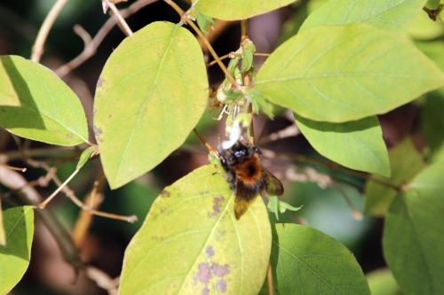 Lonicera fragrantissima