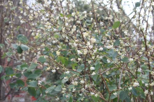 Lonicera fragrantissima