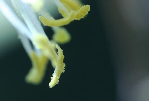 Lonicera fragrantissima