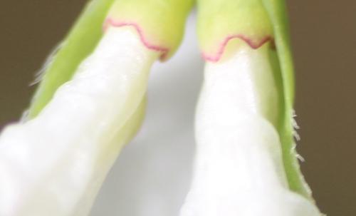 Lonicera fragrantissima