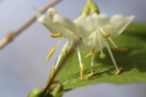 Lonicera fragrantissima