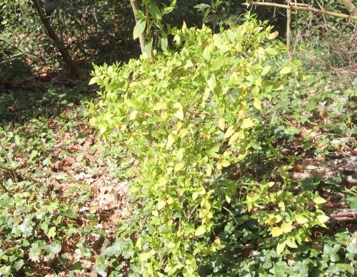 Lonicera fragrantissima