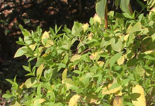 Lonicera fragrantissima