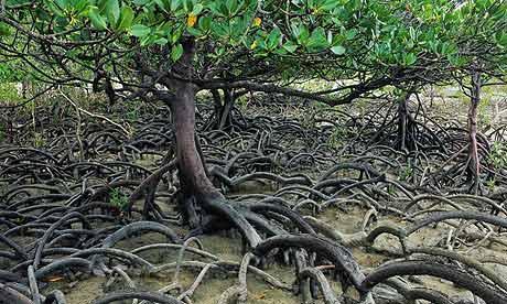 La mangrove du Pakistan en danger