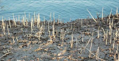 La mangrove du Pakistan en danger