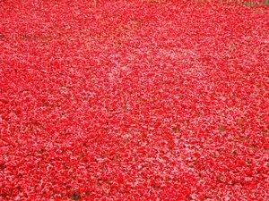 Poppies' day !