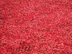 Poppies' day !