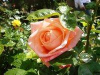 Un nouveau chez-soi ?