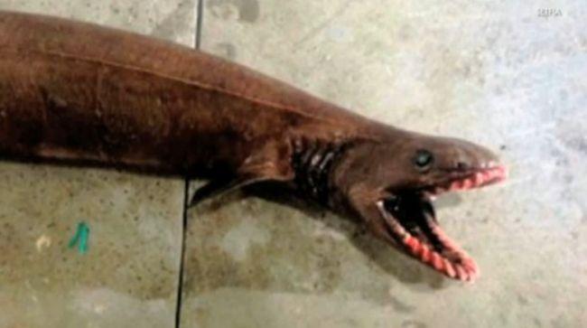 Un poisson préhistorique péché en Australie