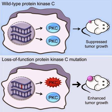 #Cell #mutation #proteinekinasec #PKC #cancer Les Mutations des Protéines Kinases C liées au Cancer Révèlent leur Rôle de Suppresseur de Tumeur