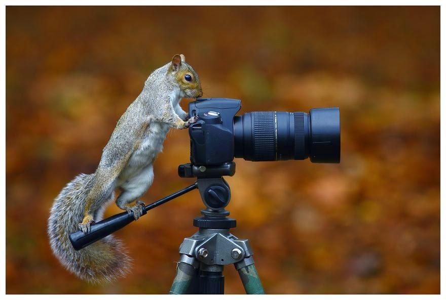 Ces animaux qui aiment les appareils photos