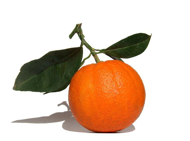Orange Alla Spina
