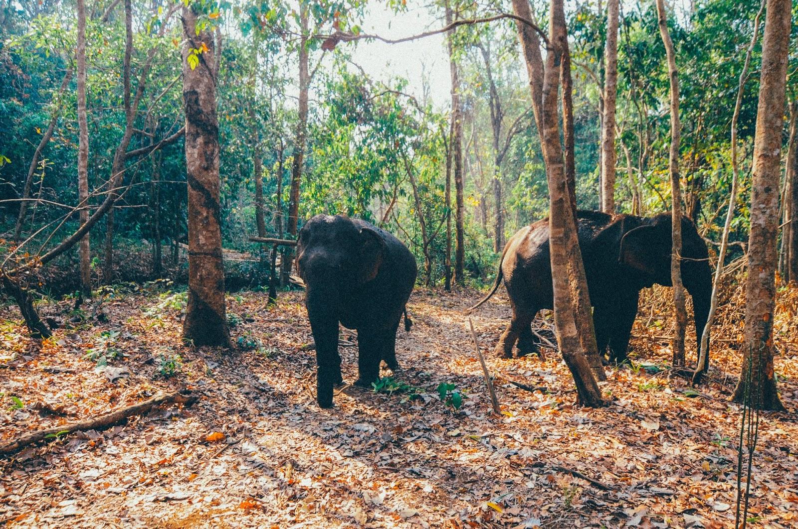 Elephant Valley Project, Sen Monorom