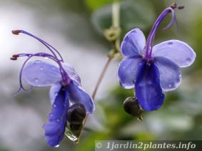 Plante tropicale à fleur bleue: le rotheca