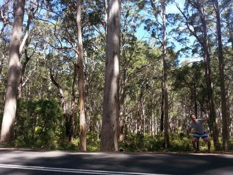 Hamelin Bay giant trees 3