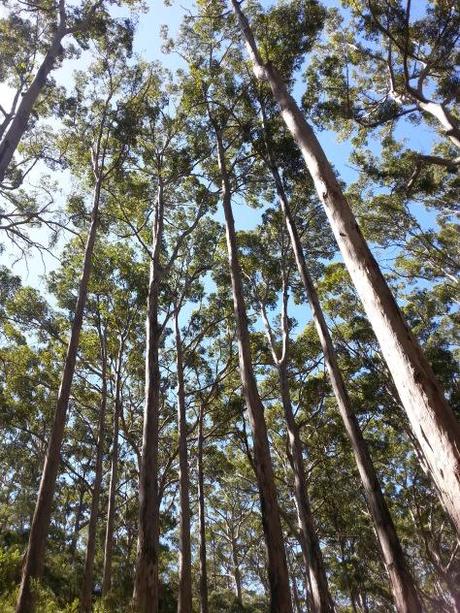 Hamelin Bay giant trees 6
