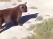 chien vient aide chat avec tête coincée dans gobelet