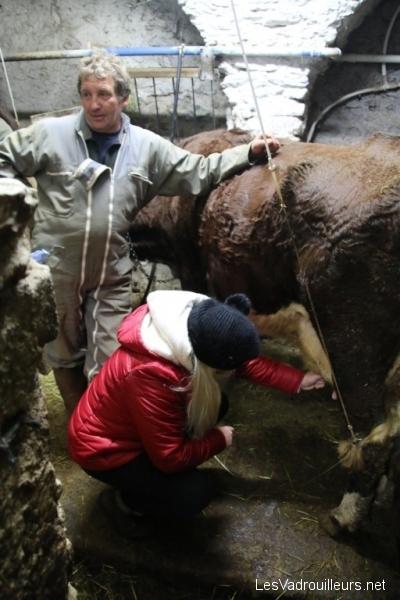 Valérie trait une vache Valérie trait une vache