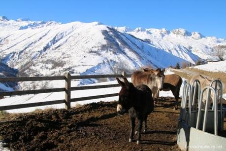 Asinerie en montagne Asinerie en montagne