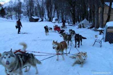 Balade en chiens de traineau Balade en chiens de traineau