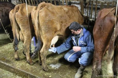 Démonstration de traite de vache Démonstration de traite de vache