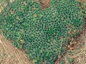 30000 blogs Hellocoton, Award