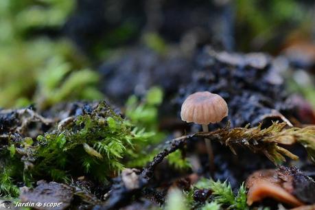 Micro-champignon