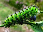 Chenille Petit paon nuit