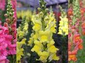 Mufliers Antirrhinum majus