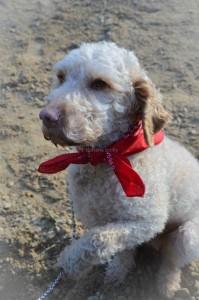 10933718_790230691024861_1854448643638815658_n