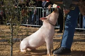 10856643_790230931024837_1696697061672567698_o