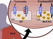 #Cell #reticulumsarcoplasmique #SERCA #micropeptide #ARN #myoréguline #phospholamban #sarcolipine micropeptide codé supposé codant grande longueur soumet performance musculaire régulation