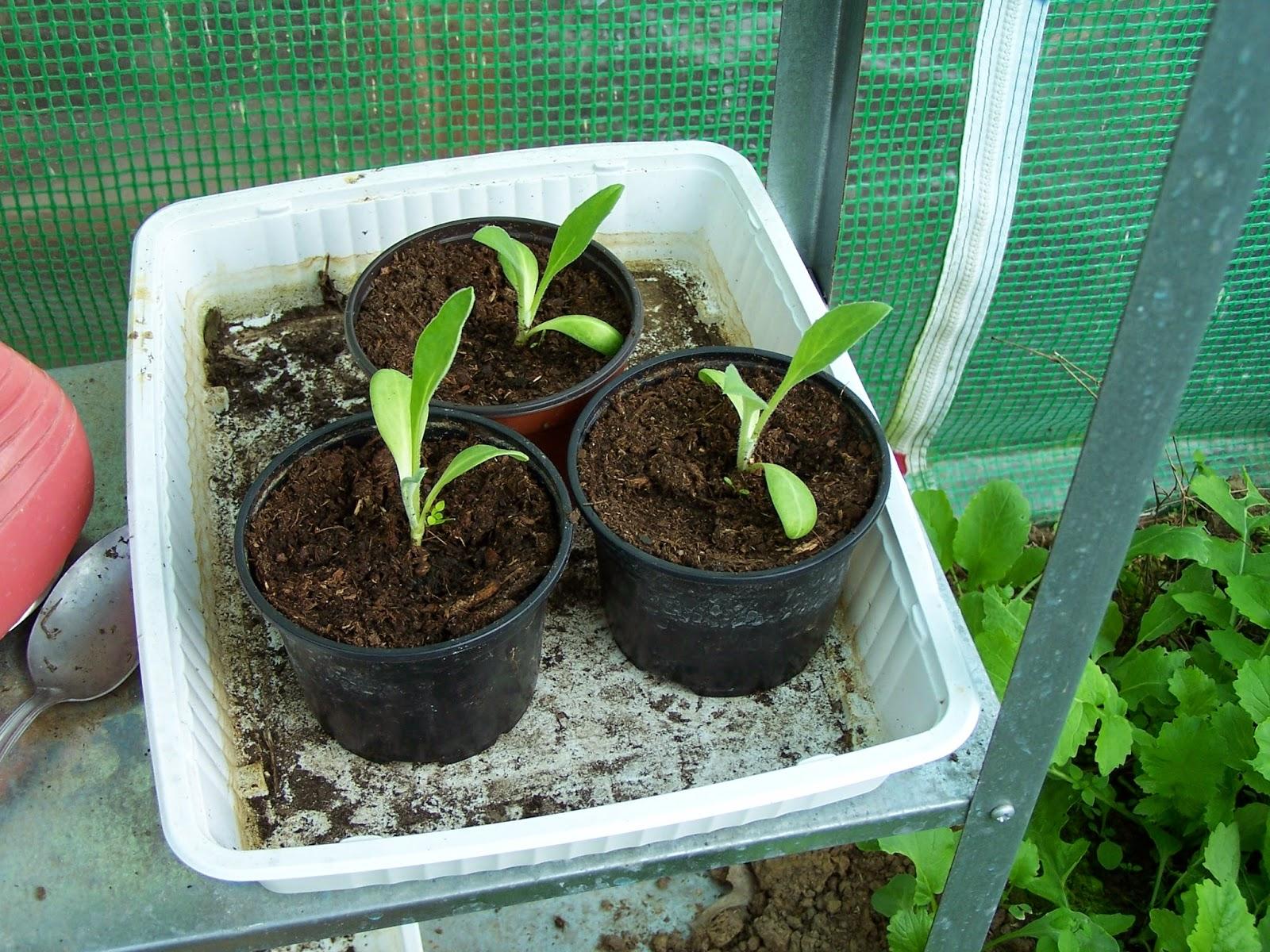 Comment lutter contre la fonte des semis