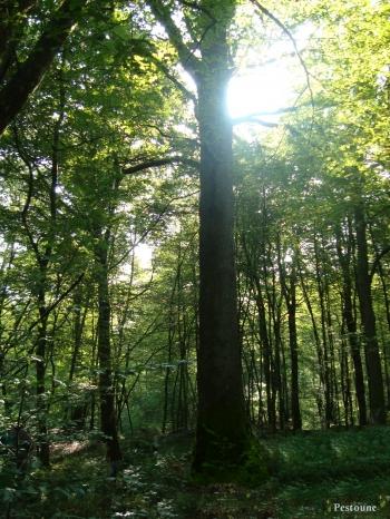 le PrÃ©sident ForÃªt domaniale de Quers