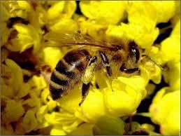 abeille-et-fleur-copie-1.jpg