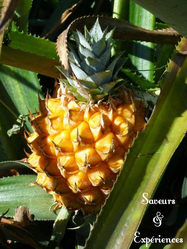 Poulet à l'Ananas, Curcuma & Lait de Coco