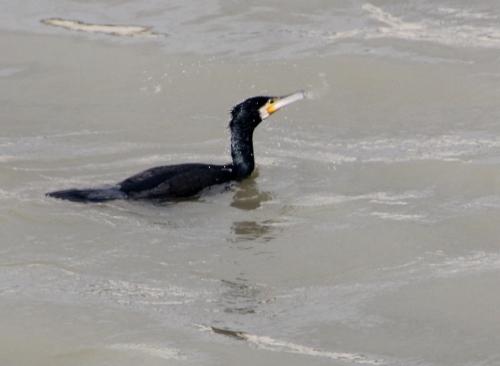 Les cormorans de Paris