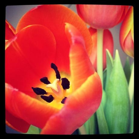 La semaine de mon anniversaire #365photosduquoditien #5/52 Tulipe ouverte (1er février)