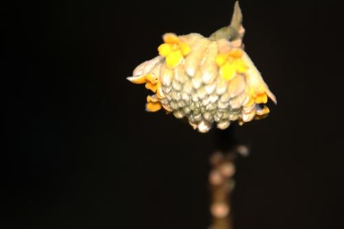 Edgeworthia chrysantha