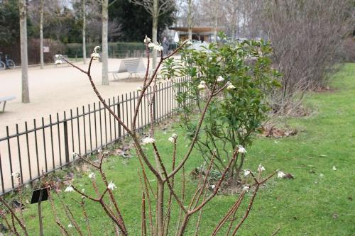 Edgeworthia chrysantha