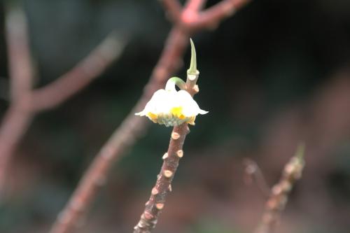 Edgeworthia chrysantha
