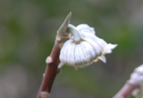 Edgeworthia chrysantha