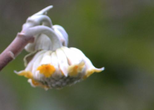 Edgeworthia chrysantha