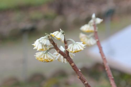 Edgeworthia chrysantha