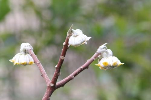 Edgeworthia chrysantha