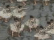 Pierre Bonnard. Peindre l’Arcadie musée d’Orsay partir mars